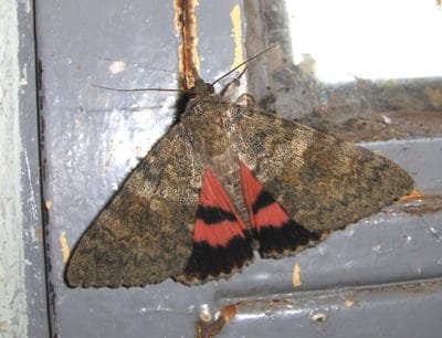 IMAGEN-Lana-387 IMAGEN-Lana-387