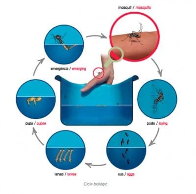 mosquito-tigre mosquito-tigre