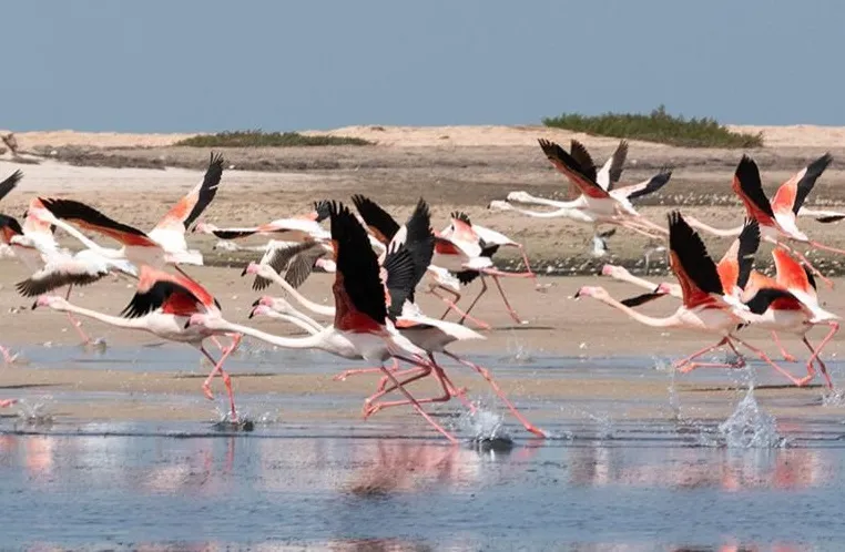 A1-3712860-1 extinción 1.430 especies de aves