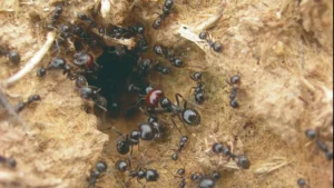 De cigarras y hormigas