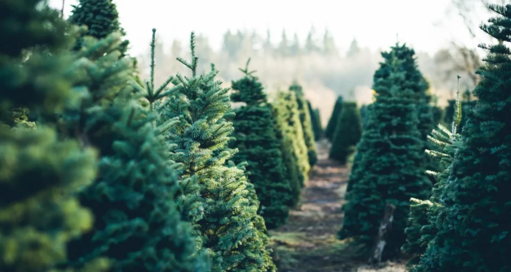 abeto_navideno Rivamadrid recoge los abetos navideños