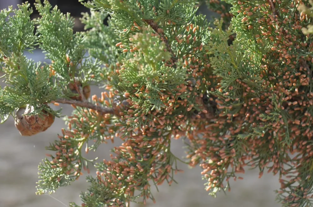 Información diaria sobre polen