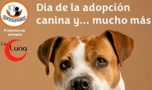 Evento vecinal de adopción animal