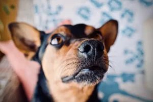 Podemos Rivas denuncia la colocación de veneno