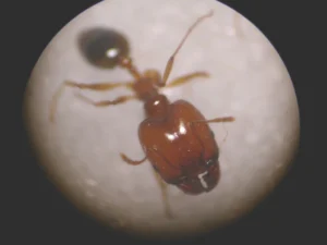 Apatrullando el hormiguero