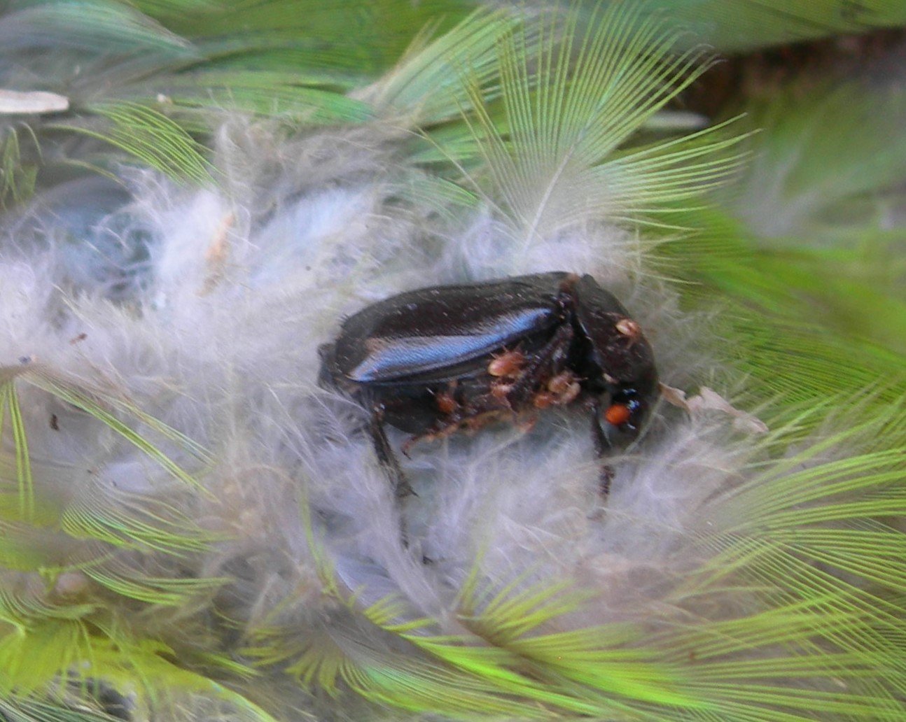 Ácaros foréticos en Nicrophorus humator S. Fernando de Henares Abono-Foronte