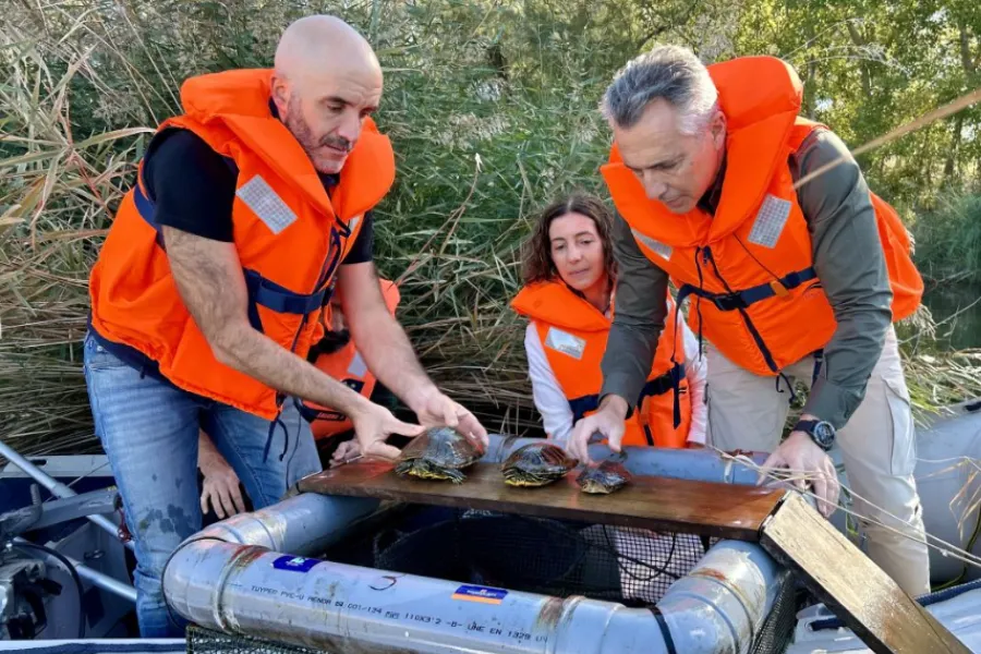 Novillo durante la recogida de tortugas | Foto de la Comunidad de Madrid La Comunidad retira ejemplares de especies invasoras del Sureste