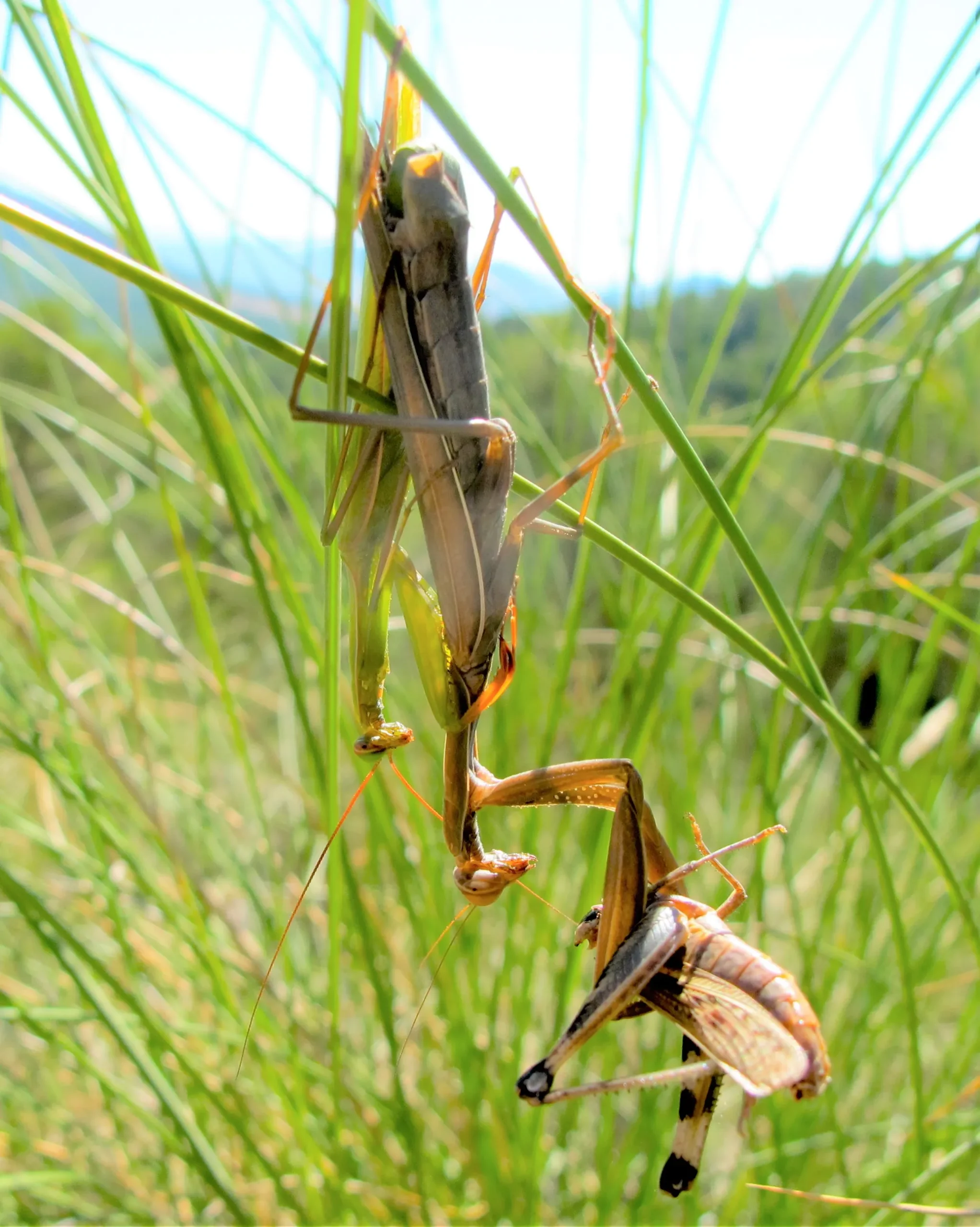 El juego de la mantis