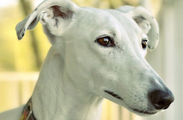 Un-perro-galgo Un-perro-galgo