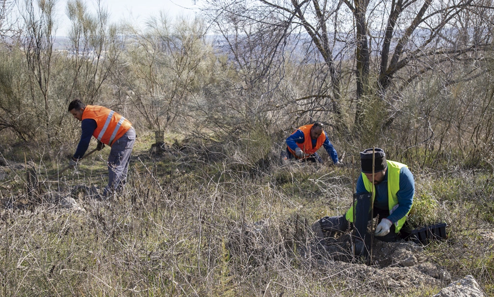 Reforestacion-Mazalmadrit-mar-2025 Reforestacion-Mazalmadrit-mar-2025