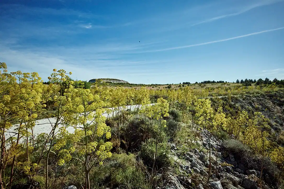 Un camino asfaltado se curva a través de un paisaje rocoso en Rivas, con altas plantas de flores amarillas bajo un cielo azul, y una colina baja y árboles al fondo: una escena atractiva para los exploradores de Turismo Inteligente y Destino Joven.