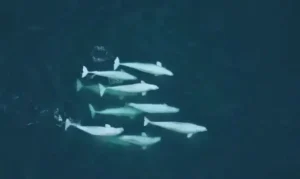 Un grupo de siete belugas de Alaska nadan juntas en aguas azul oscuro, vistas desde arriba, mostrando comportamientos que favorecen su supervivencia a largo plazo.