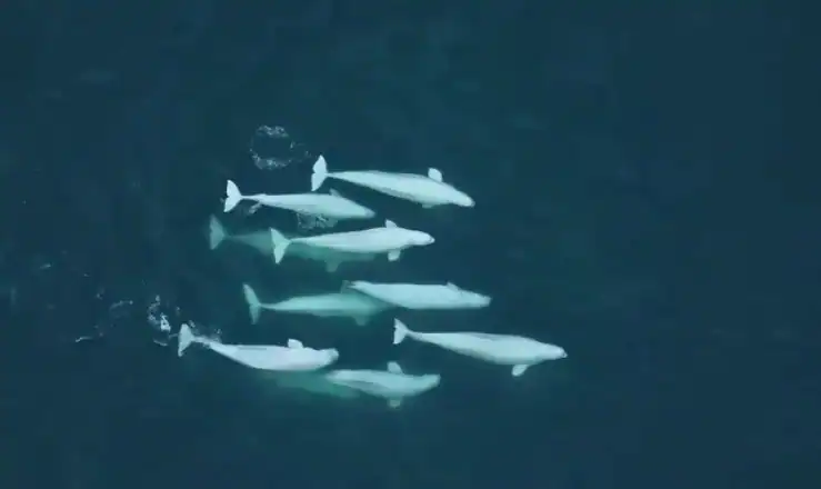 Un grupo de siete belugas de Alaska nadan juntas en aguas azul oscuro, vistas desde arriba, mostrando comportamientos que favorecen su supervivencia a largo plazo.