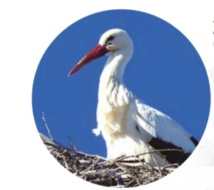 Renatura Rivas nos acerca a la fauna y flora de la ciudad