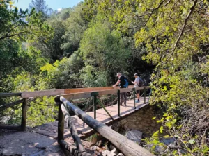 Dos personas con mochilas cruzan una pasarela de madera en una zona boscosa, rodeadas de árboles verdes y la luz del sol. Las sencillas barandillas del puente y el suelo rocoso de debajo crean una escena tranquila, perfecta para probar un borrador automático.