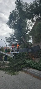 Trabajadores con equipo de seguridad subidos a un elevador junto a un gran &aacute;rbol ca&iacute;do con la etiqueta "Borrador autom&aacute;tico", que ha da&ntilde;ado la valla y una farola cercana. Otro trabajador permanece en el suelo.