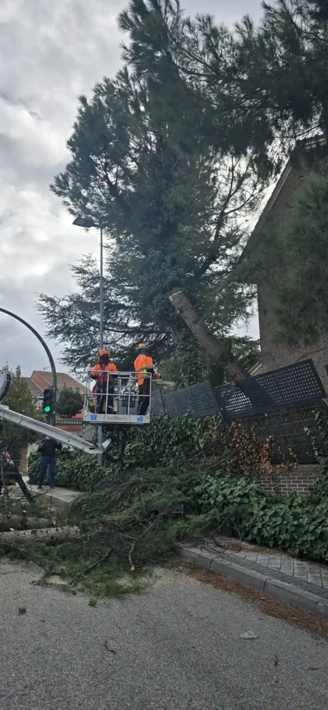Trabajadores con equipo de seguridad subidos a un elevador junto a un gran &aacute;rbol ca&iacute;do con la etiqueta "Borrador autom&aacute;tico", que ha da&ntilde;ado la valla y una farola cercana. Otro trabajador permanece en el suelo.