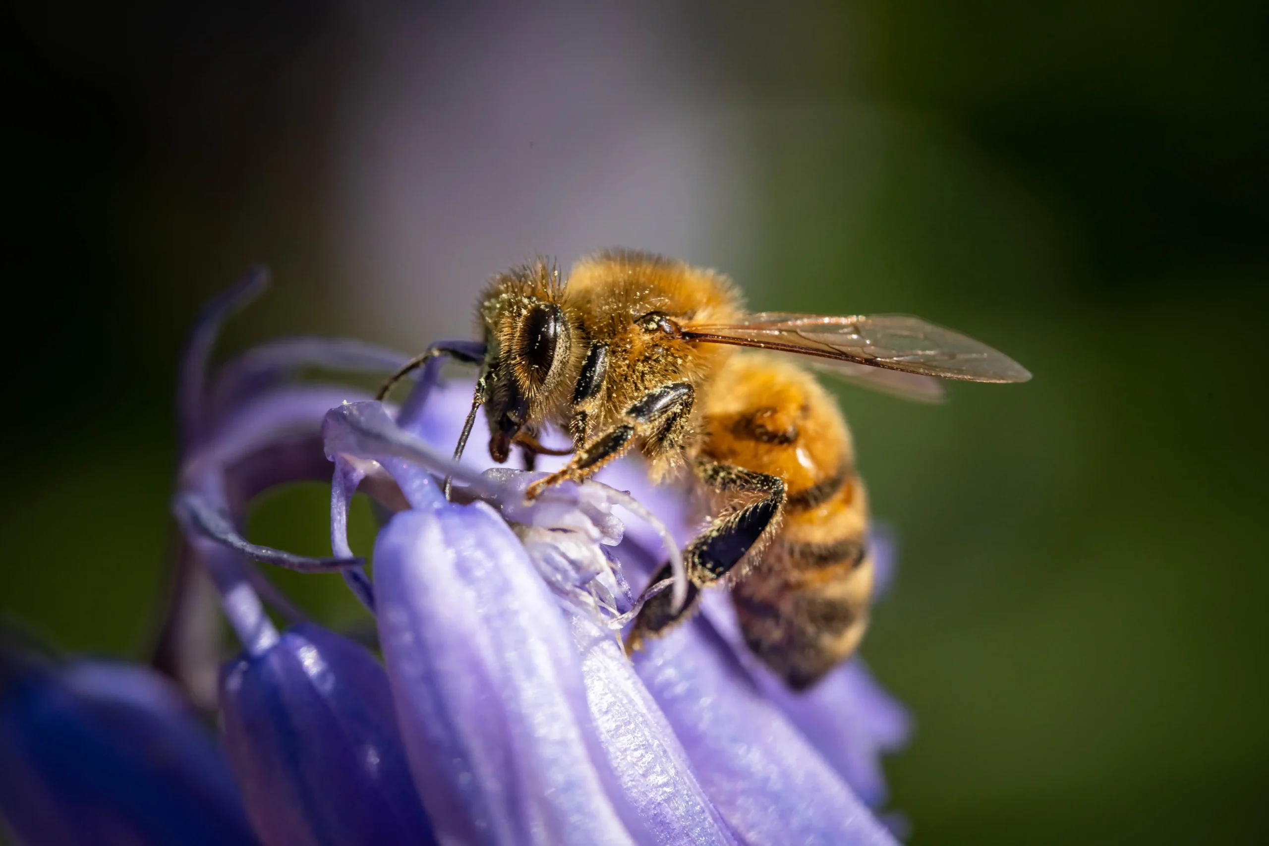Primer plano de una abeja posada en una flor morada, recolectando néctar. Se ven las alas de la abeja, y el fondo verde y morado difuminado resalta tanto los detalles de la flor como el papel vital de las abejas en la biodiversidad. Primer plano de una abeja posada en una flor morada, recolectando néctar. Se ven las alas de la abeja, y el fondo verde y morado difuminado resalta tanto los detalles de la flor como el papel vital de las abejas en la biodiversidad.