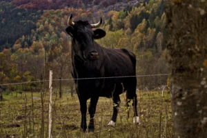 Una vaca negra con cuernos curvados está de pie en un campo cubierto de hierba, mirando ligeramente hacia la izquierda. En primer plano, una alambrada y un tronco de árbol añaden detalles a esta escena de borrador automático, con una ladera boscosa de color otoñal al fondo.