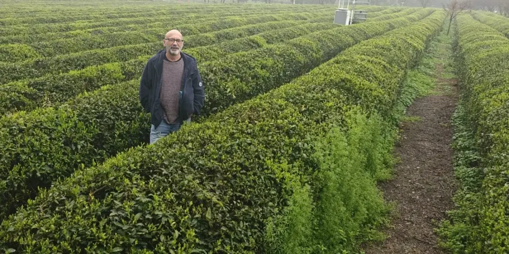 Un hombre con gafas y barba se encuentra en medio de una plantación de té, rodeado de hileras de arbustos de té verde, que recuerdan los paisajes entre Shanghái y Chongqing. El cielo nublado proyecta una suave luz sobre el suelo marrón y terroso.