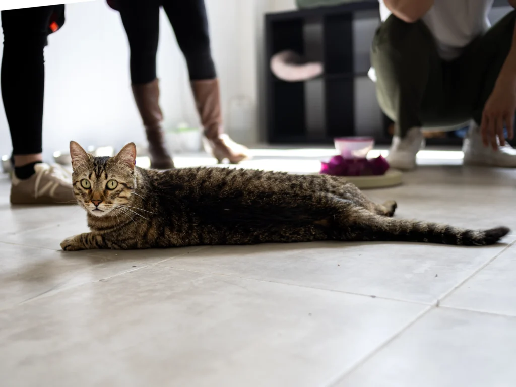 Un gato atigrado tumbado en el suelo de baldosas mira a la cámara. Tres personas -quizás el voluntariado- están de pie o agachadas al fondo. La escena aparece en un interior con luz natural.