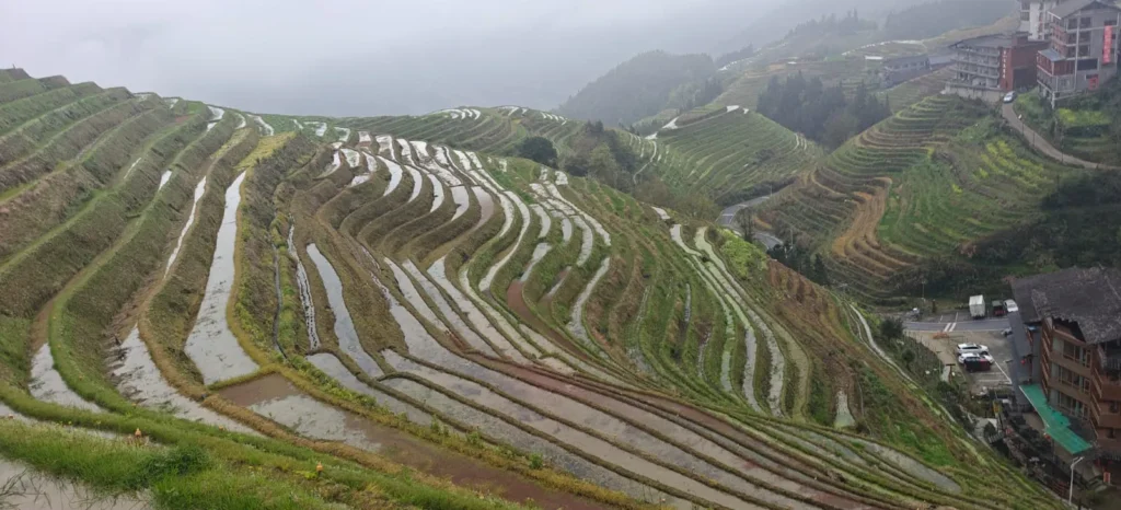 Campos de arroz en terrazas en una ladera cerca de Guilin, con el agua reflejando el cielo, rodeados de niebla y edificios al fondo; algunas zonas aparecen verdes con cultivos, otras marrones y húmedas.