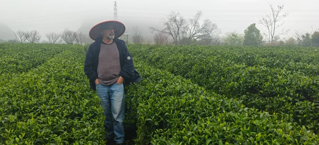 Una persona vestida con vaqueros, jersey, chaqueta oscura y sombrero de ala ancha camina entre hileras de plantas de té verde cerca de Guilin en un día nublado, con árboles sin hojas y niebla de fondo.
