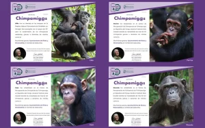 Cuatro certificados titulados «Chimpamig@s» muestran fotografías de chimpancés concretos —Hita, Perrine, Zeze y Wounda— junto con sus nombres y retratos, una pequeña imagen de perfil de una persona, y destacan cómo el reciclaje de móviles ayuda a proteger a los chimpancés.