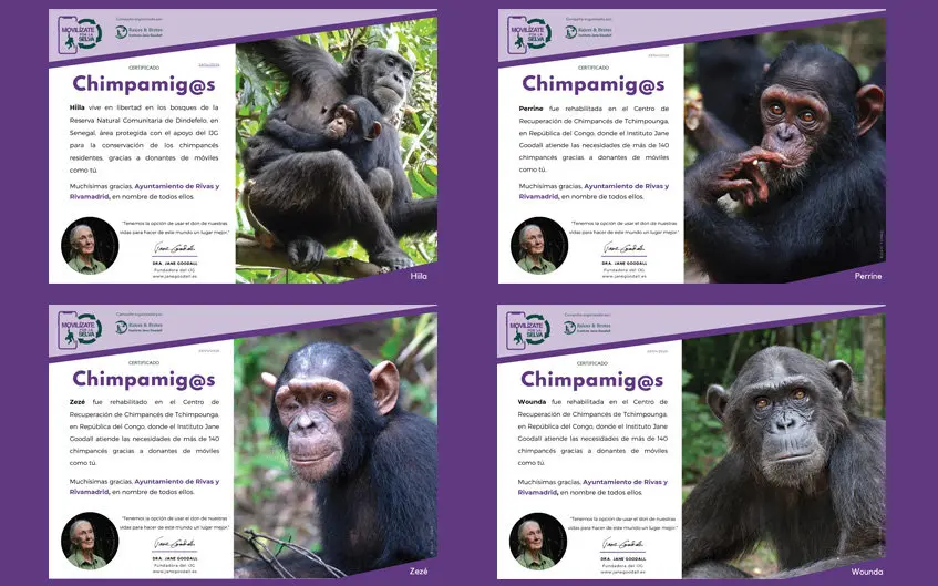 Cuatro certificados titulados «Chimpamig@s» muestran fotografías de chimpancés concretos —Hita, Perrine, Zeze y Wounda— junto con sus nombres y retratos, una pequeña imagen de perfil de una persona, y destacan cómo el reciclaje de móviles ayuda a proteger a los chimpancés.