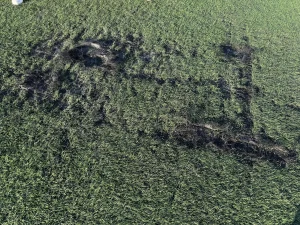 En una zona de césped del campo Cerro del Telégrafo se aprecia que el césped está dañado y arrancado, dejando al descubierto la tierra oscura que hay debajo. El estado irregular y alterado del césped sugiere que ha habido una intensa actividad recientemente y pone de manifiesto la necesidad de renovar el césped en esta zona.