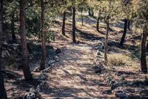 Un camino de tierra bordeado de piedrecitas serpentea por una zona boscosa de Mazalmadrit, con árboles altos y la luz del sol filtrándose entre las ramas, reflejo de la transformación ecológica de la región cada junio.