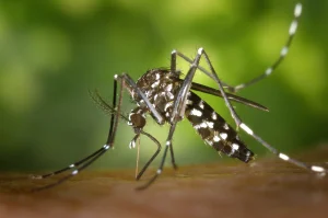 Imagen en primer plano de un mosquito negro con manchas blancas en las patas y el cuerpo, posado sobre la piel humana con un fondo verde difuminado.