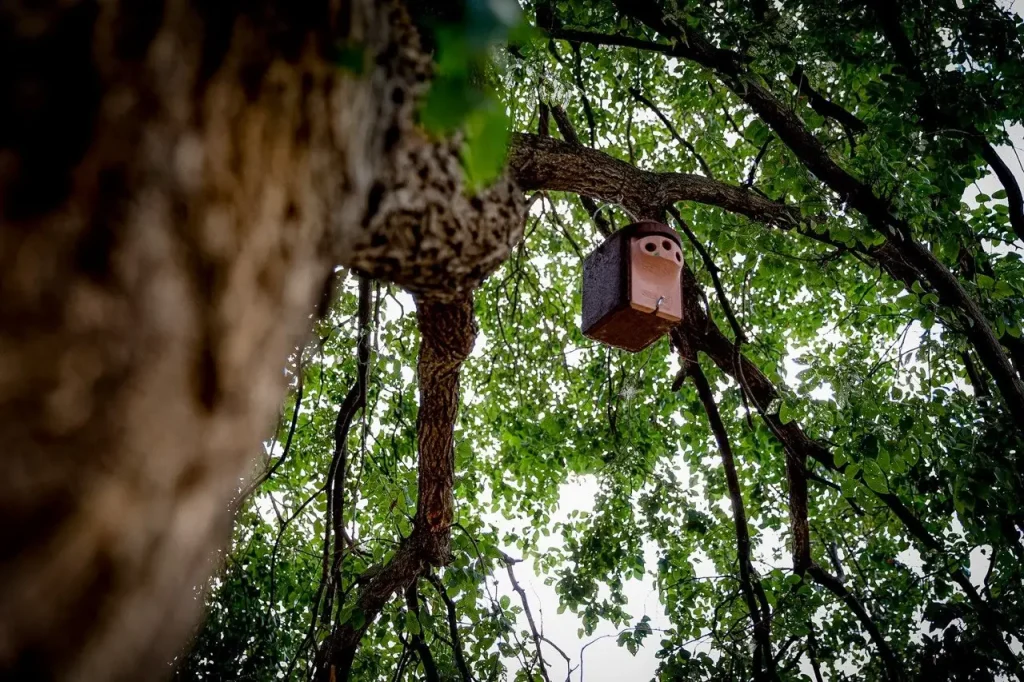En Rivas, hay una casita para pájaros colocada en lo alto del tronco de un árbol, rodeada de densas hojas verdes y ramas. La foto está tomada desde un ángulo bajo, lo que resalta la altura y el follaje, creando nuevos espacios que despiertan la curiosidad y el asombro.