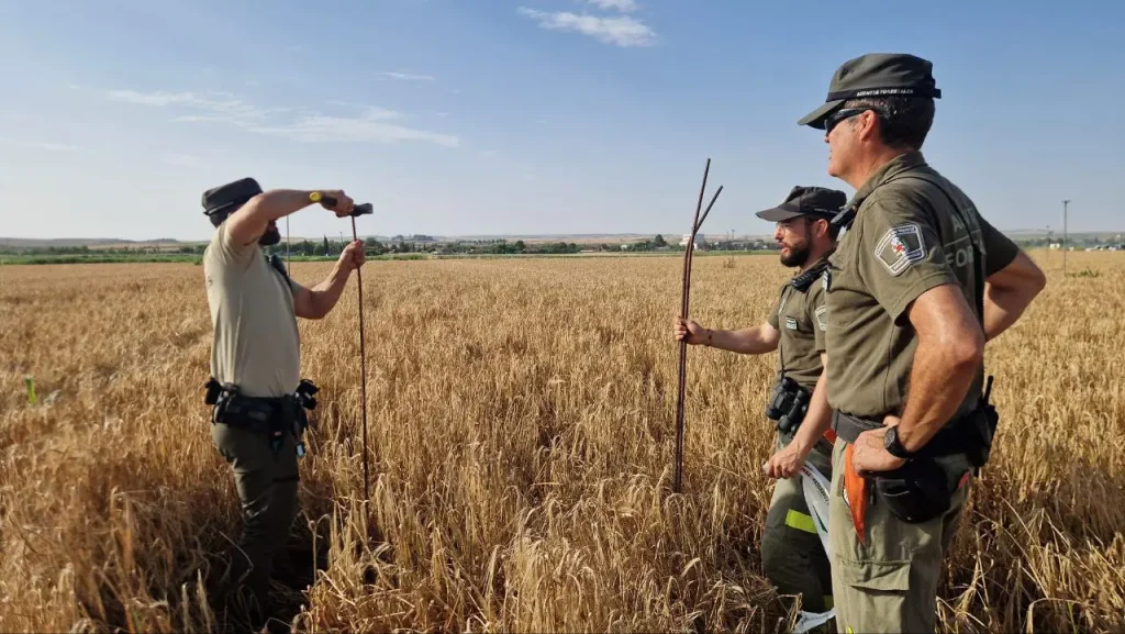 Tres agentes uniformados se encuentran en un campo de trigo de la Comunidad de Madrid. Uno de ellos clava una varilla en el suelo mientras los demás observan, cada uno con una varilla similar en la mano; probablemente se trate de parte del equipo utilizado para prevenir incendios o manejar maquinaria forestal.