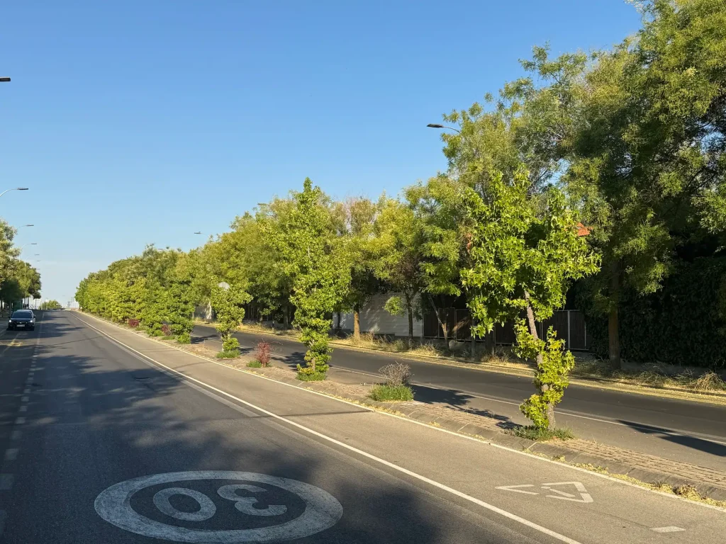 Una calle soleada de Rivas con un límite de velocidad de 30 pintado en la calzada. Unos árboles jóvenes bordean la mediana, mientras que los árboles maduros dan sombra a la derecha, lo que contrasta con las zonas afectadas por la retirada de árboles. Se ven pocos coches y el cielo está despejado.