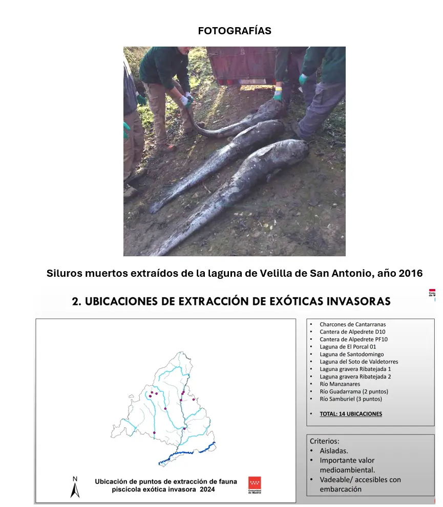Dos personas están de pie junto a tres bagres muertos de gran tamaño que yacen en el suelo. Debajo, un mapa y una lista —elaborados mediante un borrador automático— muestran los lugares en los que se llevan a cabo las capturas de especies de peces exóticos invasores en diversas regiones españolas, con los criterios de selección indicados a la derecha.