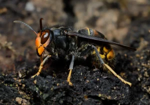 Una foto en primer plano de una avispa asiática posada sobre un suelo oscuro y rugoso. La avispa tiene la cabeza naranja y negra, el cuerpo negro con marcas amarillas y alas translúcidas. El fondo, que parece tierra o corteza de árbol, aparece desenfocado, lo que crea un contraste espectacular que resalta las características de este llamativo insecto, que a menudo se confunde con los mosquitos.