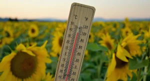 Un termómetro de madera que marca unos 33 °C (91 °F) se muestra frente a un campo de girasoles al atardecer, con girasoles y montañas difuminados visibles al fondo: una imagen que evoca el récord histórico de temperaturas registradas recientemente en España y la creciente preocupación por las muertes por calor.