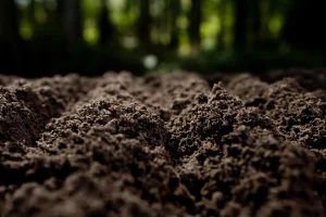 Primer plano de un suelo oscuro y húmedo, con pequeños terrones y surcos, situado al aire libre. El fondo aparece desenfocado, con tonos verdes y marrones, lo que sugiere un bosque o una zona arbolada bajo una suave luz solar, evocando la textura natural propia de una ilustración de «Borrador automático».