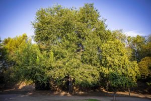 Uno de los árboles ejemplares del parque Montarco con la etiqueta informativa de la campaña europea Treetag 2026, en Rivas Vaciamadrid