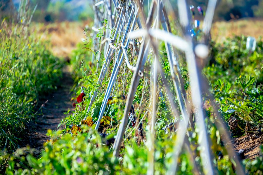 Parcela con cultivos y entutorado en el parque agroecológico Soto del Grillo