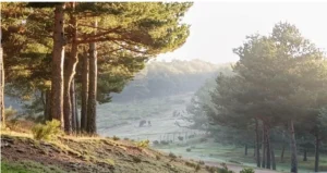 Un claro en el bosque envuelto en niebla, rodeado de pinos, en la ladera de una colina de la Comunidad de Madrid.