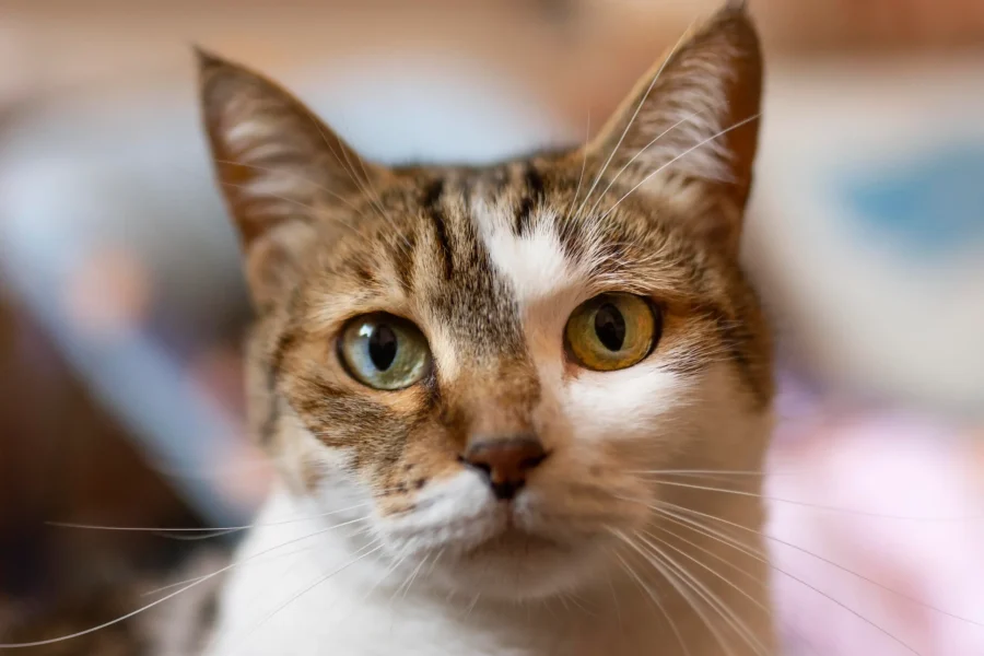 Primer plano de un gato doméstico de ojos verdes, nariz rosa y pelaje marrón, negro y blanco, que mira directamente a la cámara con expresión neutra. El fondo está difuminado.
