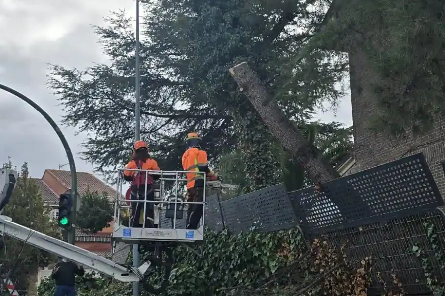 Trabajadores con equipo de seguridad subidos a un elevador junto a un gran árbol caído con la etiqueta "Borrador automático", que ha dañado la valla y una farola cercana. Otro trabajador permanece en el suelo.