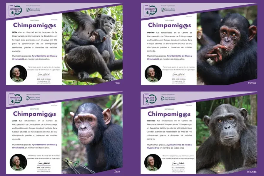 Cuatro certificados titulados «Chimpamig@s» muestran fotografías de chimpancés concretos —Hita, Perrine, Zeze y Wounda— junto con sus nombres y retratos, una pequeña imagen de perfil de una persona, y destacan cómo el reciclaje de móviles ayuda a proteger a los chimpancés.