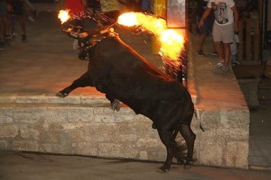 Toro embolado · Ayora, Valencia [2017]