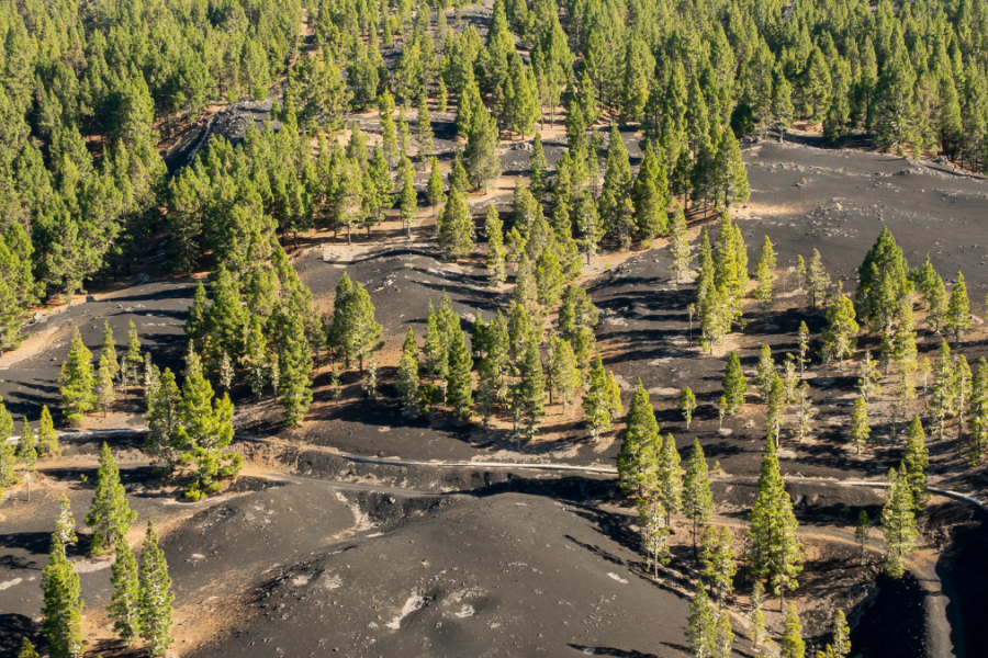 Vista aérea de un bosque con pinos dispersos sobre suelo volcánico oscuro, atravesado por sinuosos caminos de tierra. La escasa vegetación y las irregularidades del terreno confieren al paisaje un aspecto de borrador automático.