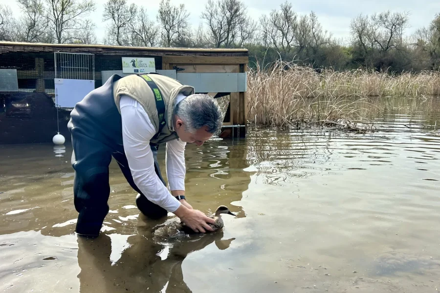 España ha perdido un 2,5% de sus aves comunes