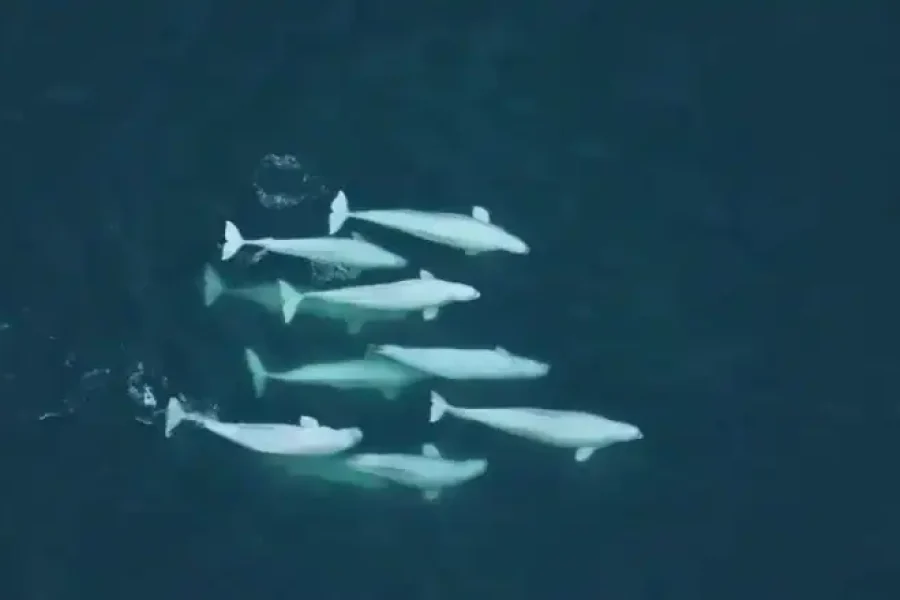 Un grupo de siete belugas de Alaska nadan juntas en aguas azul oscuro, vistas desde arriba, mostrando comportamientos que favorecen su supervivencia a largo plazo.