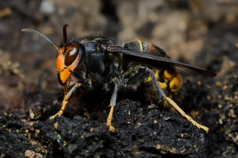 Una foto en primer plano de una avispa asiática posada sobre un suelo oscuro y rugoso. La avispa tiene la cabeza naranja y negra, el cuerpo negro con marcas amarillas y alas translúcidas. El fondo, que parece tierra o corteza de árbol, aparece desenfocado, lo que crea un contraste espectacular que resalta las características de este llamativo insecto, que a menudo se confunde con los mosquitos.
